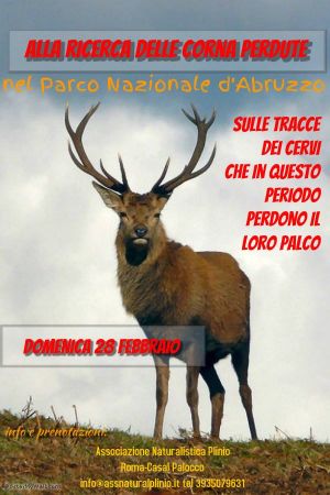 Locandina Alla ricerca delle corna perdute